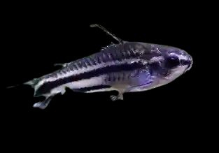 pygmy cory