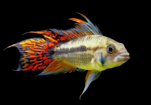 Apistograma