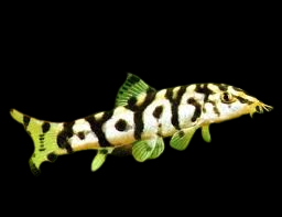 pakistani loach