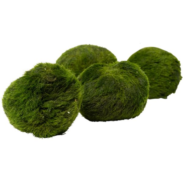 Stoffels moss ball (single)