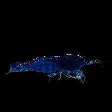 Blue Dream shrimp