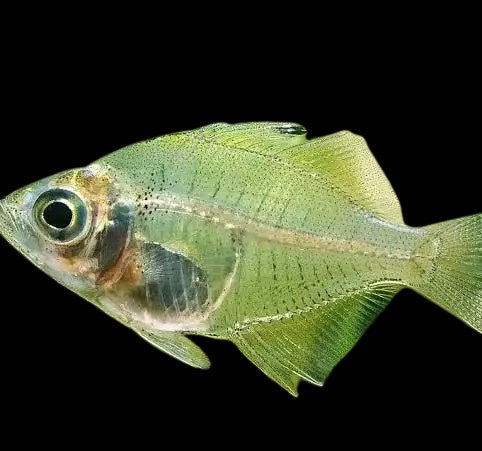 Indian glassfish