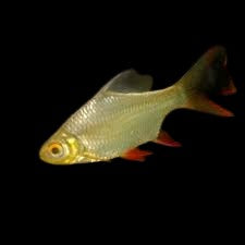 Tinfoil barb