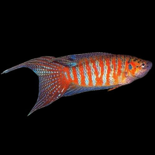 Paradise gourami