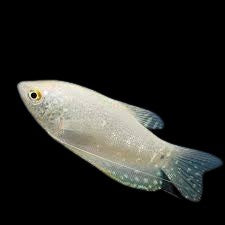 Lavender Gourami