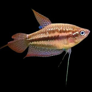 Pygmy Gourmai
