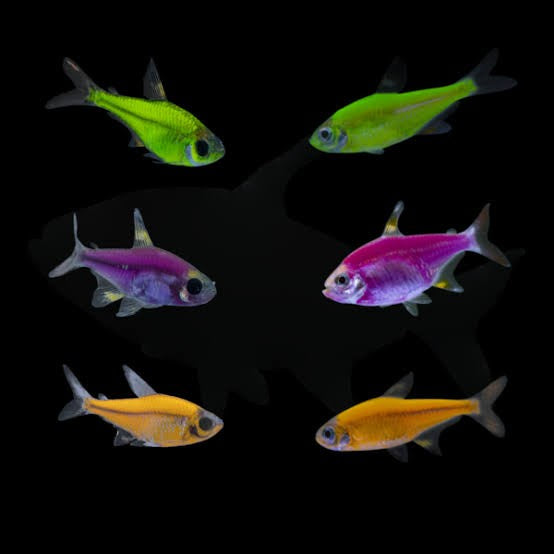 GMO pristella tetra