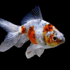 Shubunkin Goldfish