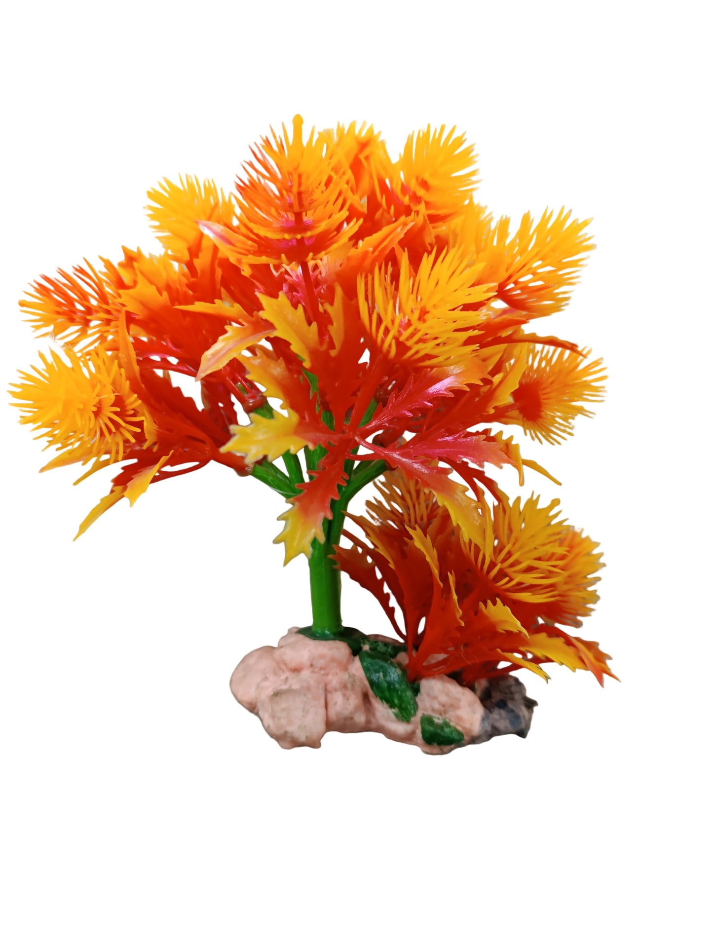 aquarium plant 1