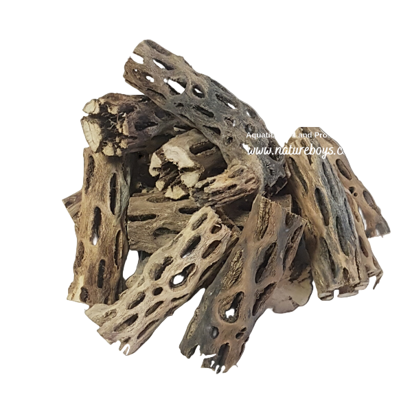 Nature boys cholla fingers