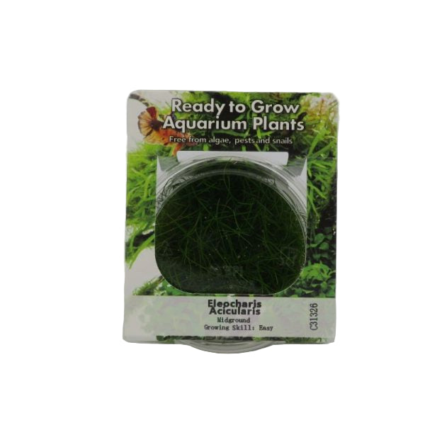 RTG Eleocharis acicularis tc