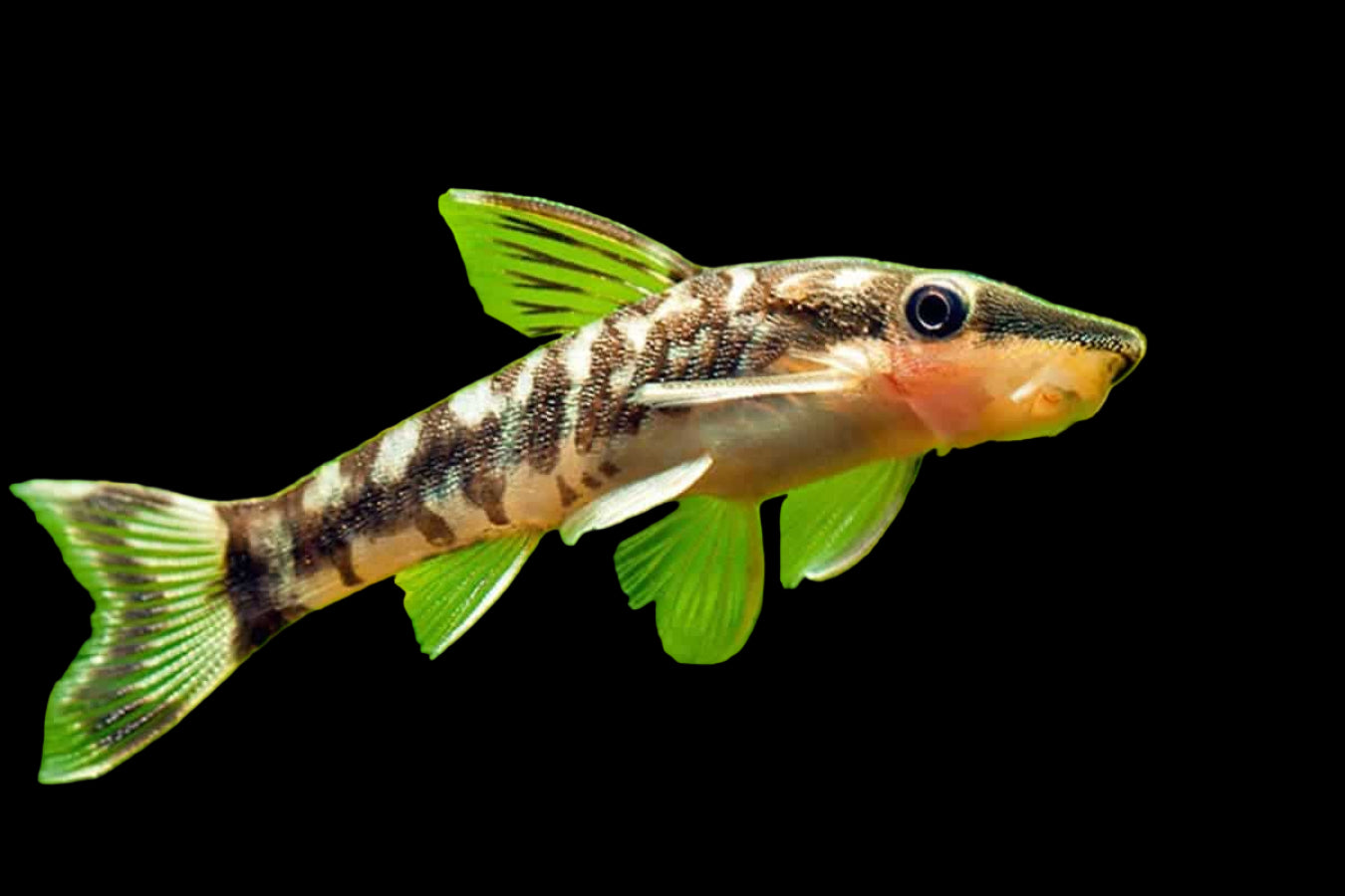 Otocinclus Golden