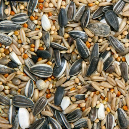 cockatiel seeds plain 1kg