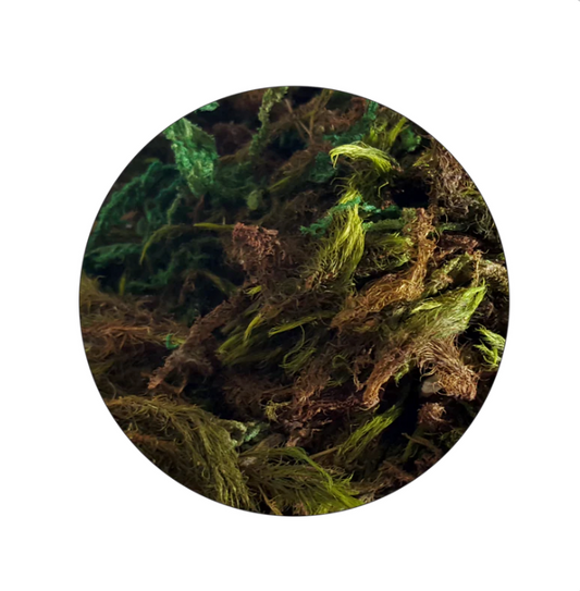 Komodo moss 150g