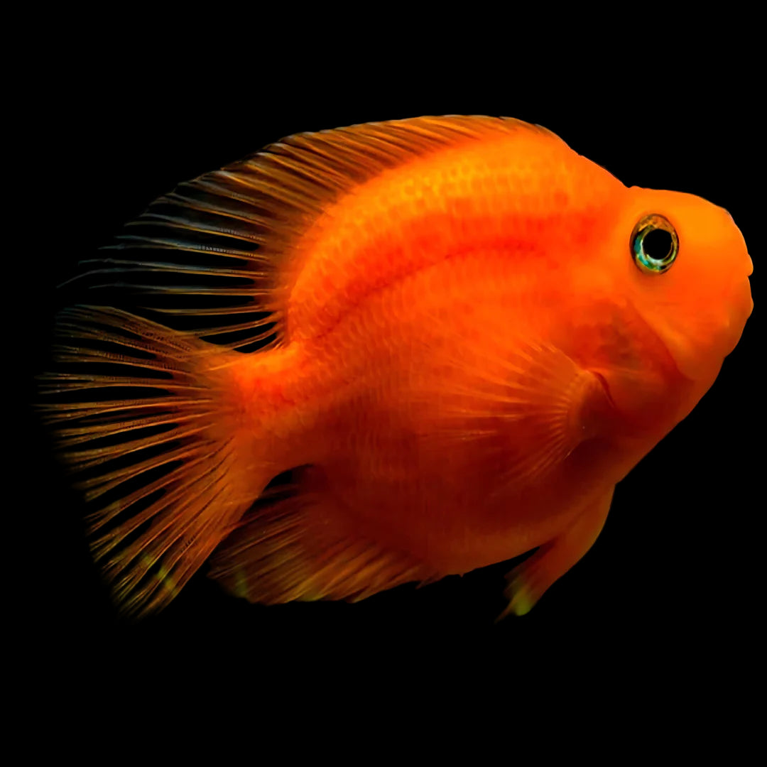 Red Parrot