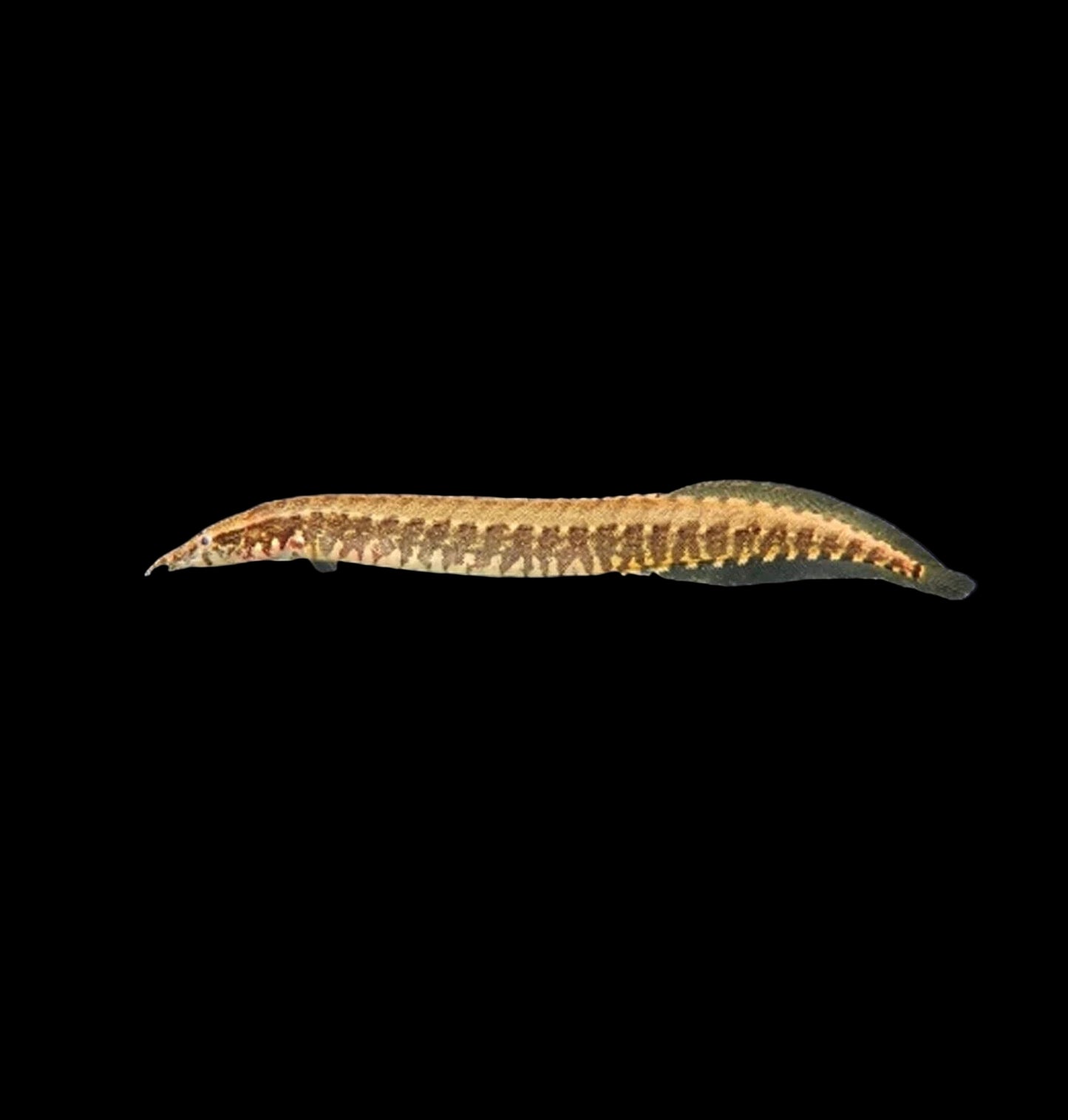 Tyre Track Eel