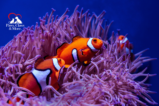 🐟 The Ultimate Guide to Fishkeeping & Aquariums in Cape Town