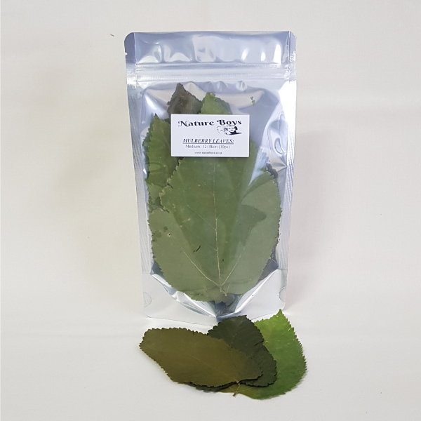 Mulberry Leaves