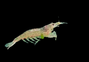 feeder shrimp