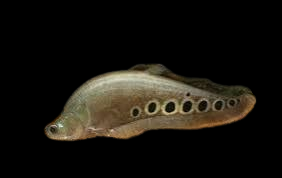 Clownknife fish