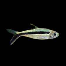 Penguin Tetra