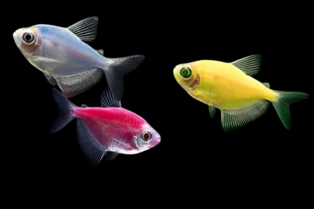 GMO widow tetra