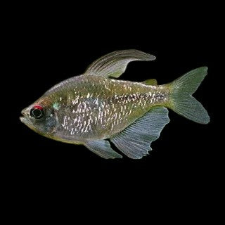 Diamond Tetra