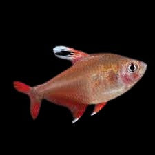 Candy Cane Tetra