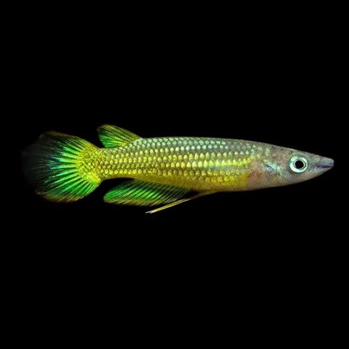 Panchax