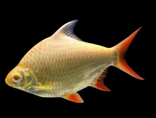 Gold tinfoil barb