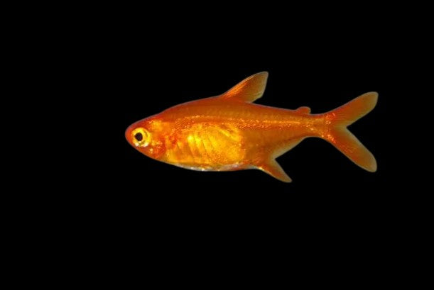 Ember tetra