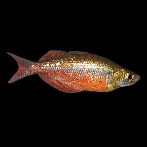 Red Rainbow fish
