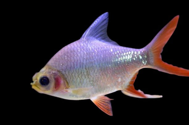 Ghost tinfoil barb