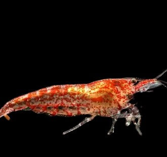 Cherry Shrimp
