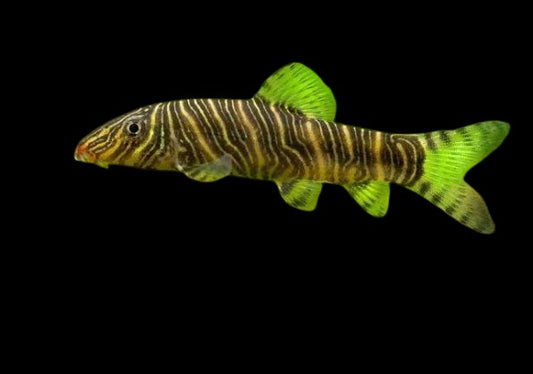 Bortia Loach