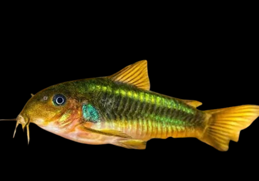 Green Cory