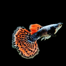 Dumbo Guppy Male