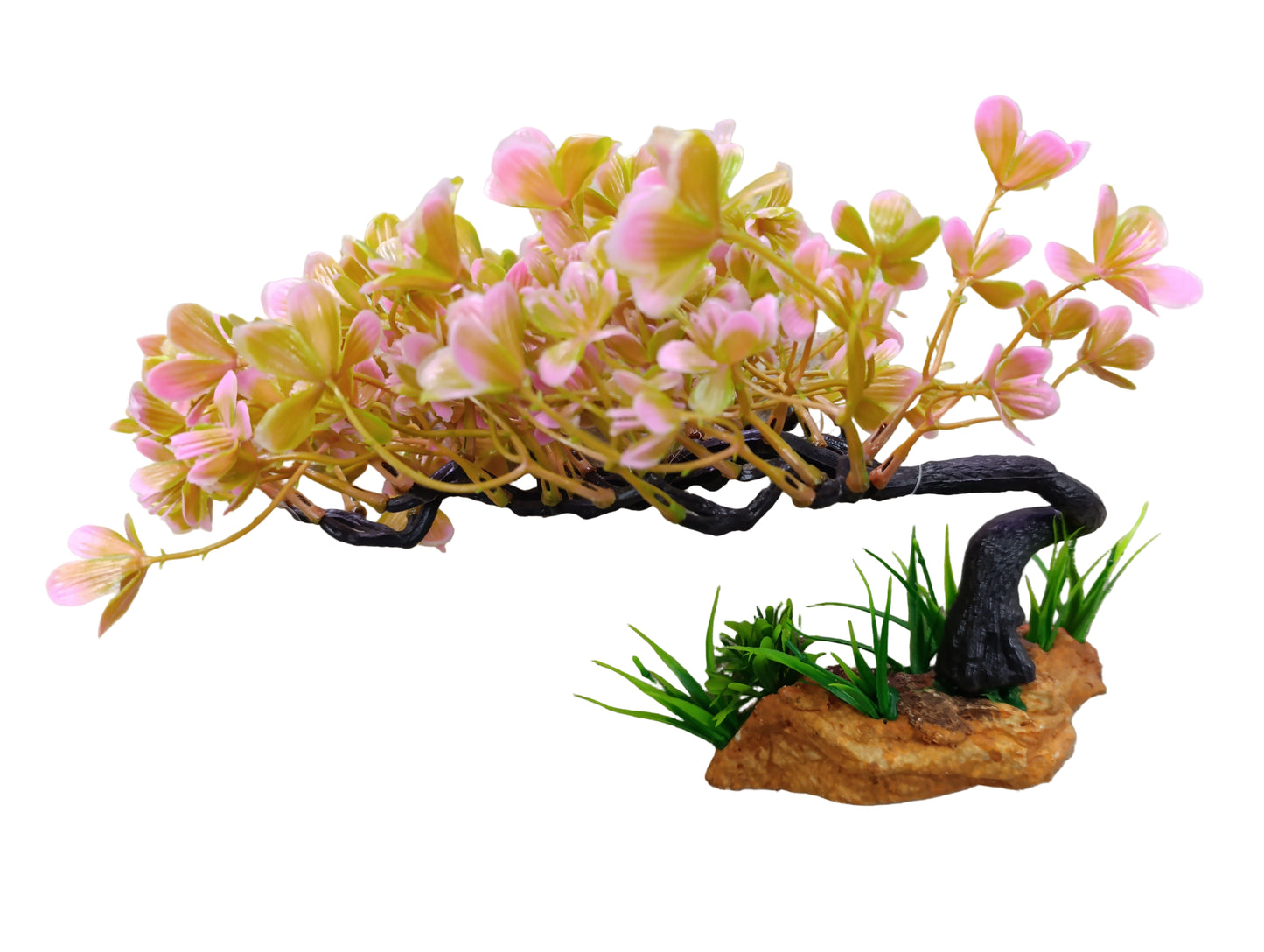 aquarium plant 11