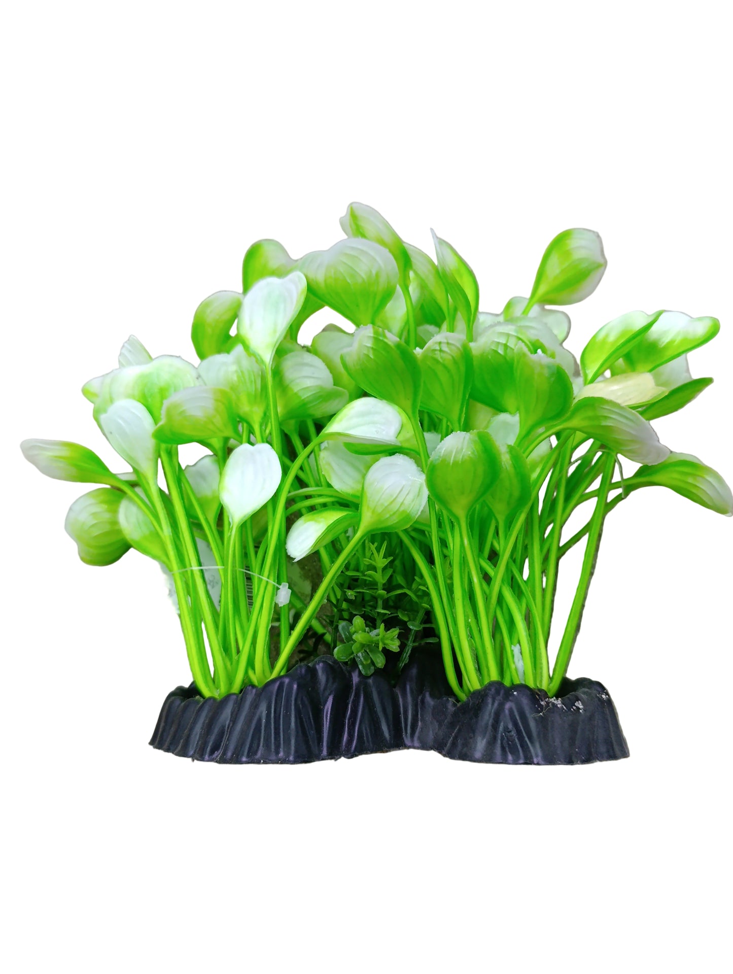 aquarium plant 12