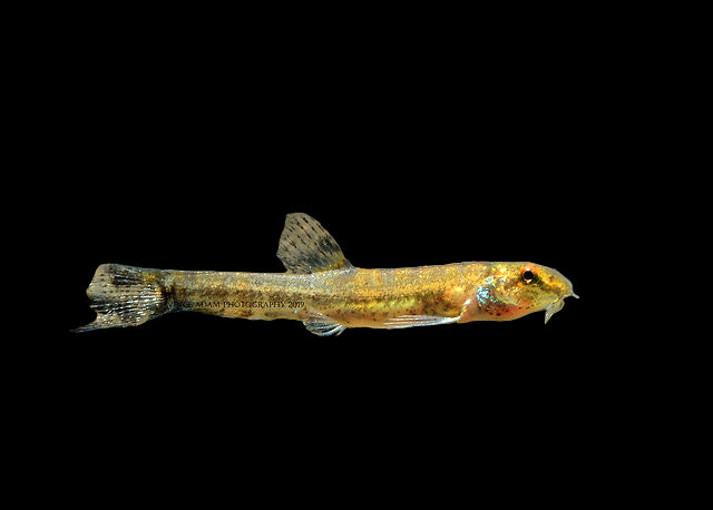 Lepido Loach