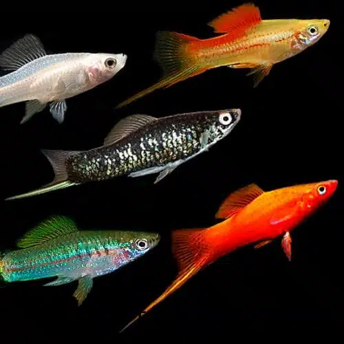Swordtail assorted