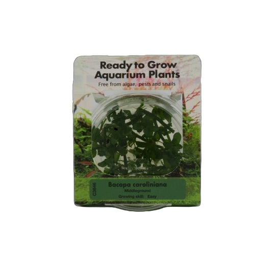 RTG Bacopa caroliniana TC