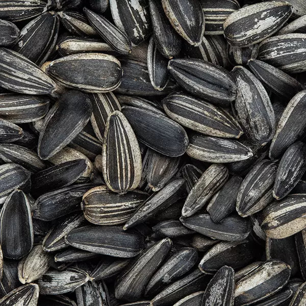 striped Black sunflower 1kg