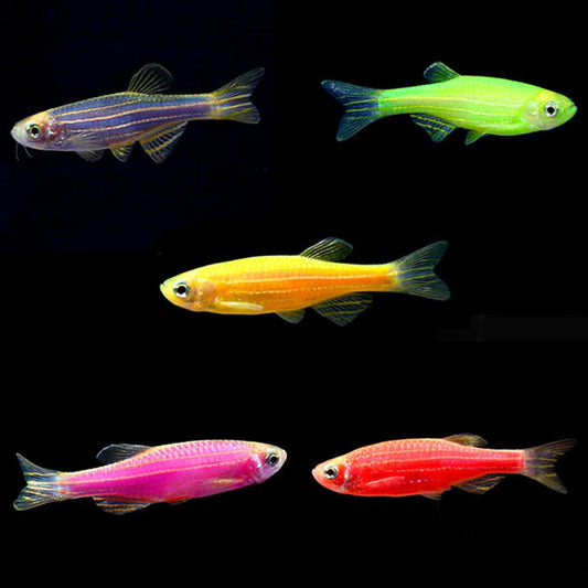 GMO Danio