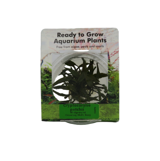 RTG Cryptocoryne petchii TC