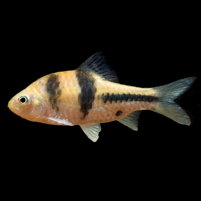 Spanner Barb